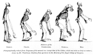 The famous image from Huxley's Man's Place in Nature demonstrating the similarities of the anatomy of the great apes.  (Image from