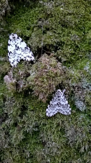 Whilst looking at some lichen on a gorgeous oak tree, we spotted two lovely 